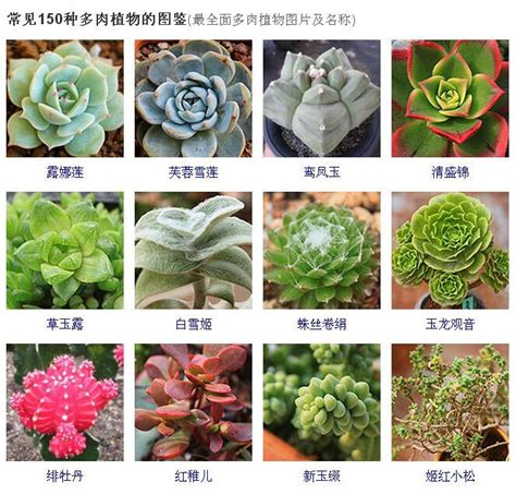 多肉植物|多肉植物種類介紹：你該認識的10種人氣多肉植物